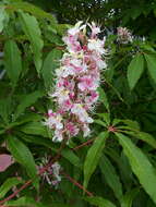 Imagem de Aesculus indica (Colebr. ex Cambess.) Hook.