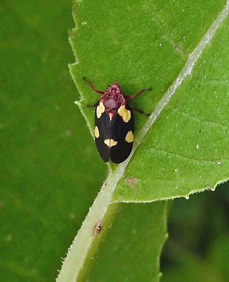 Image of Sphenorhina limbata (Lallemand 1927)