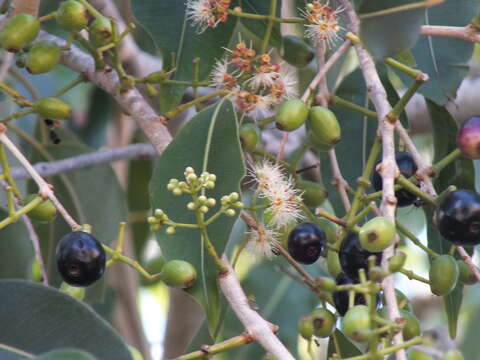 Слика од Syzygium cumini (L.) Skeels