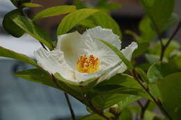 Imagem de Stewartia pseudocamellia Maxim.