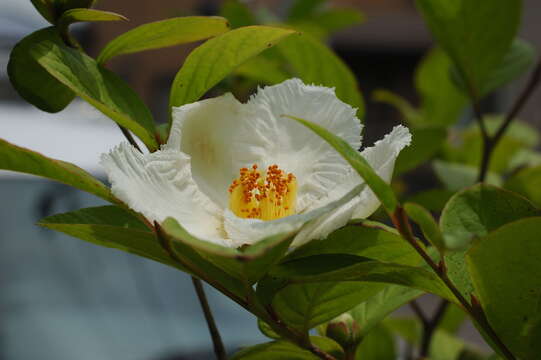 Imagem de Stewartia pseudocamellia Maxim.