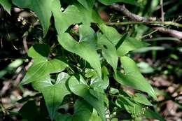 Image of Dioscorea communis (L.) Caddick & Wilkin