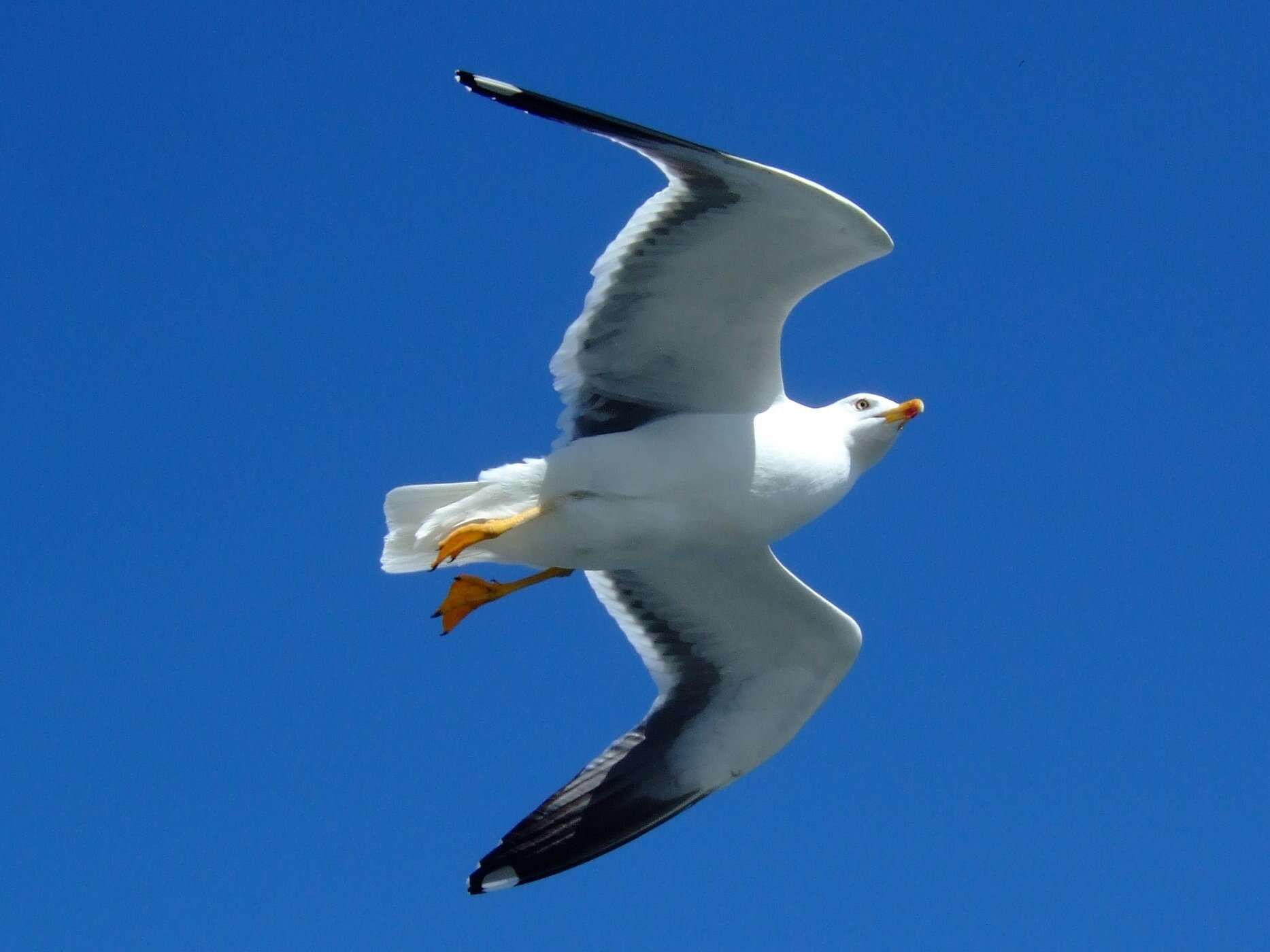 Image of Lesser Black-backed Gull