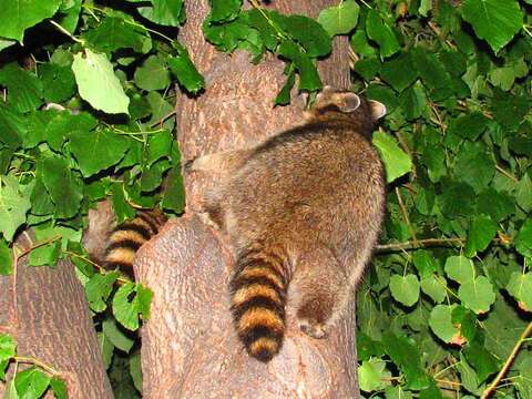 Image of raccoons