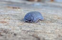 Image of Armadillidium cythereium Strouhal 1937