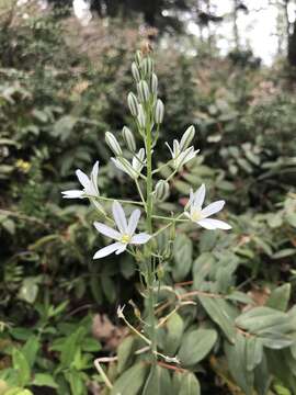 Image of Ornithogalum ponticum Zahar.