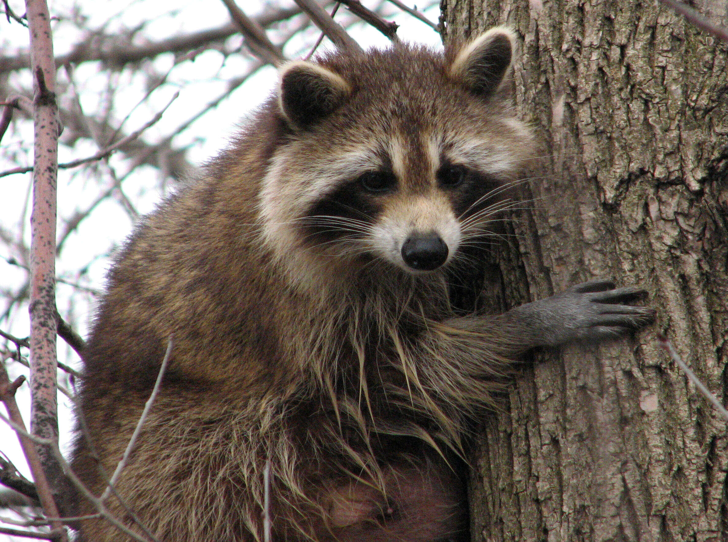 Image of raccoons