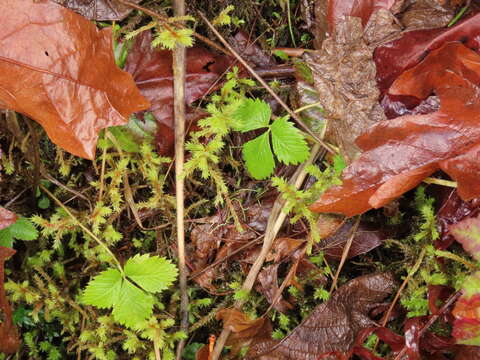 Image of Fragaria vesca subsp. bracteata (A. Heller) Staudt