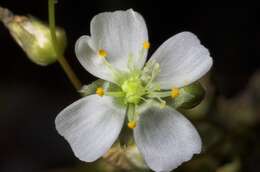 Image of Drosera binata Labill.