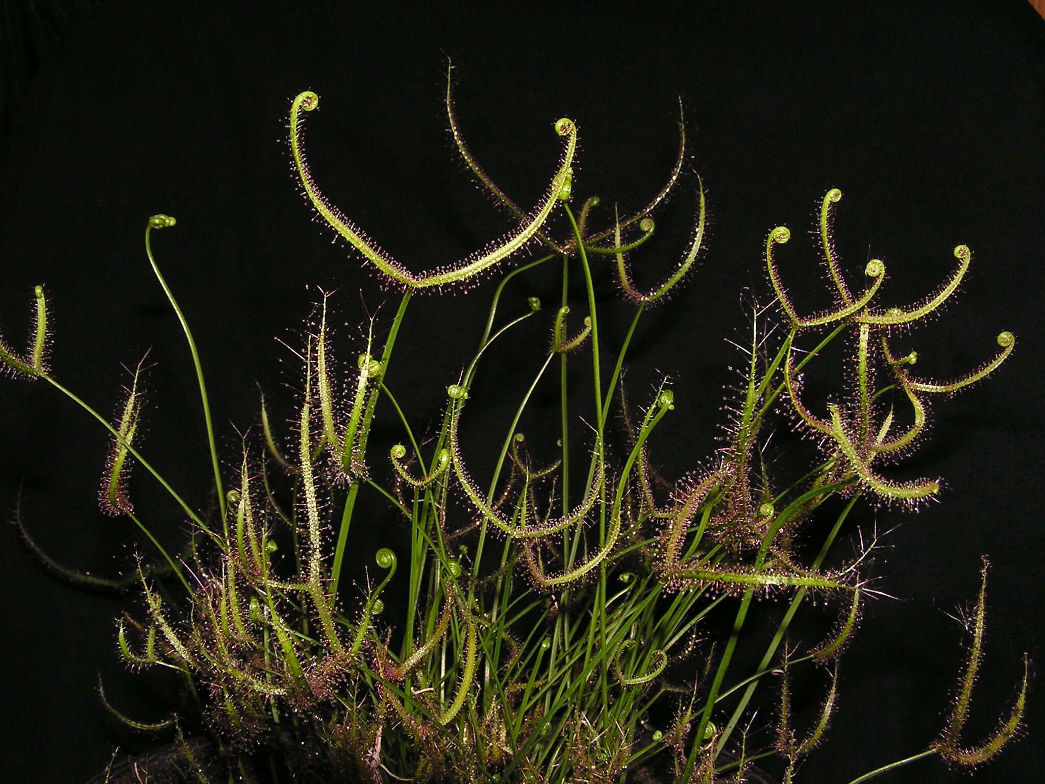 Image of Drosera binata Labill.