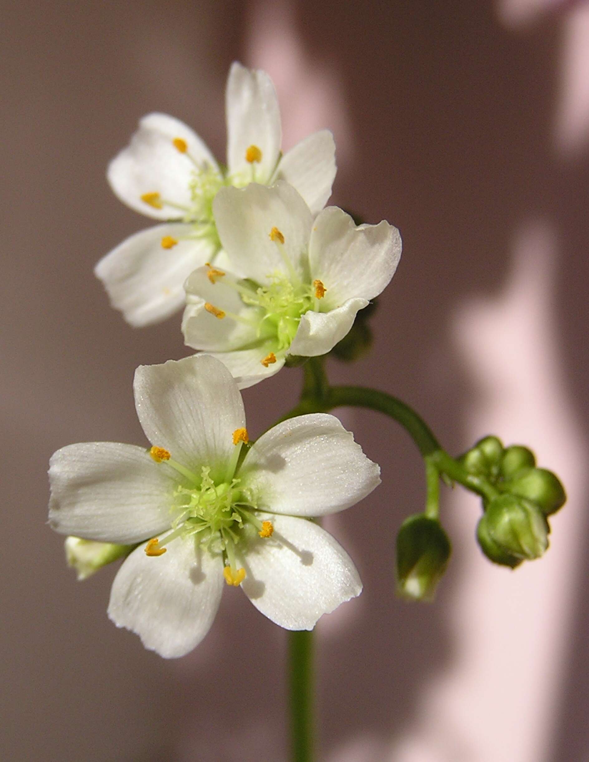 Image of Drosera binata Labill.