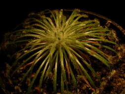 Image of Drosera broomensis Lowrie