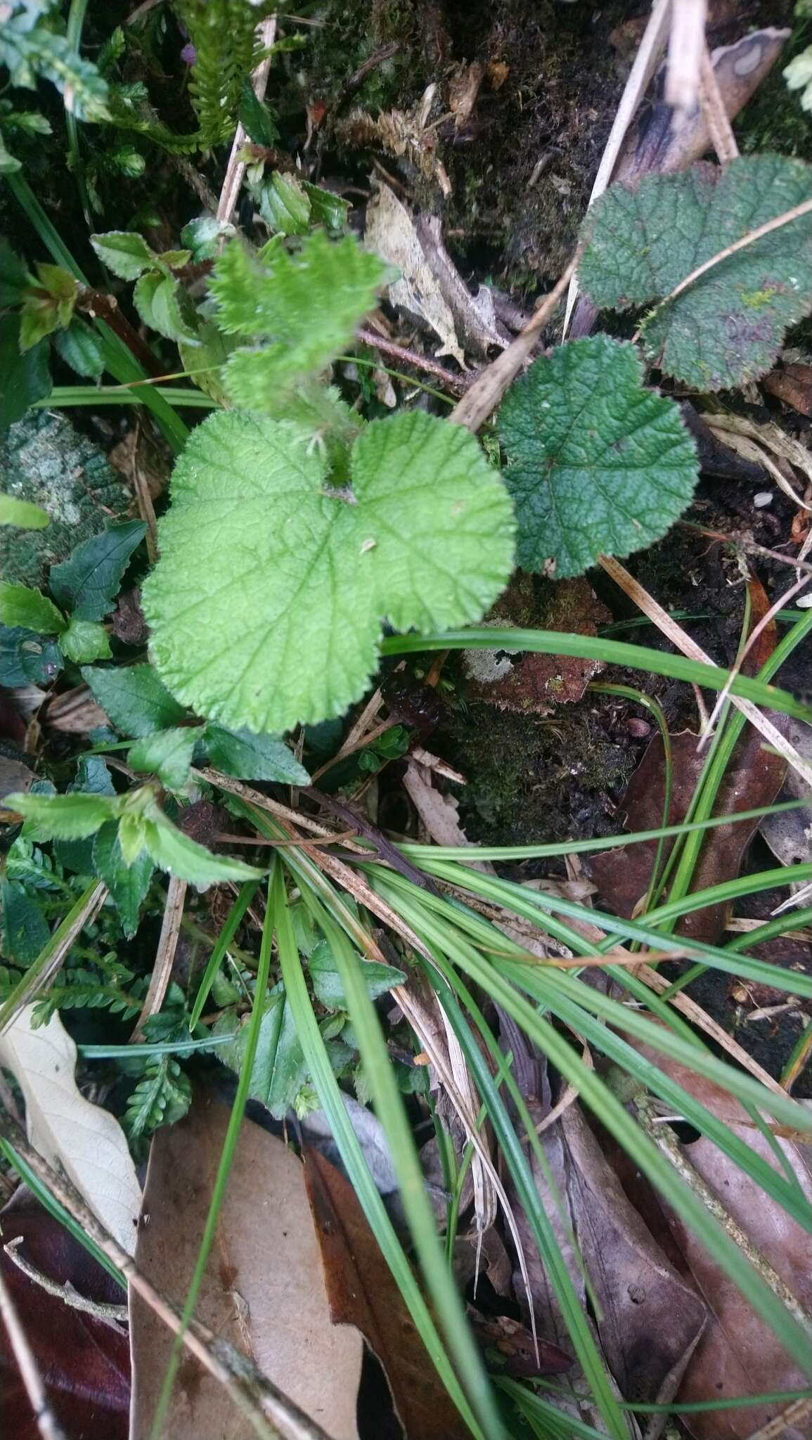 Image of Rubus pectinellus Maxim.