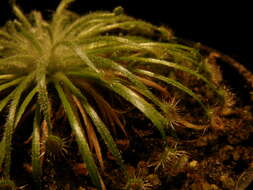 Image of Drosera broomensis Lowrie