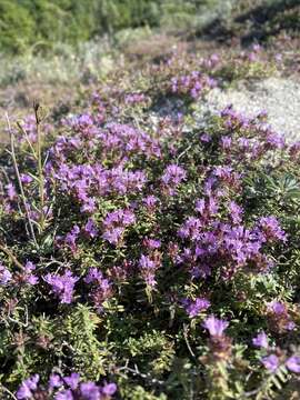 Image of Thymus calcareus Klokov & Des.-Shost.