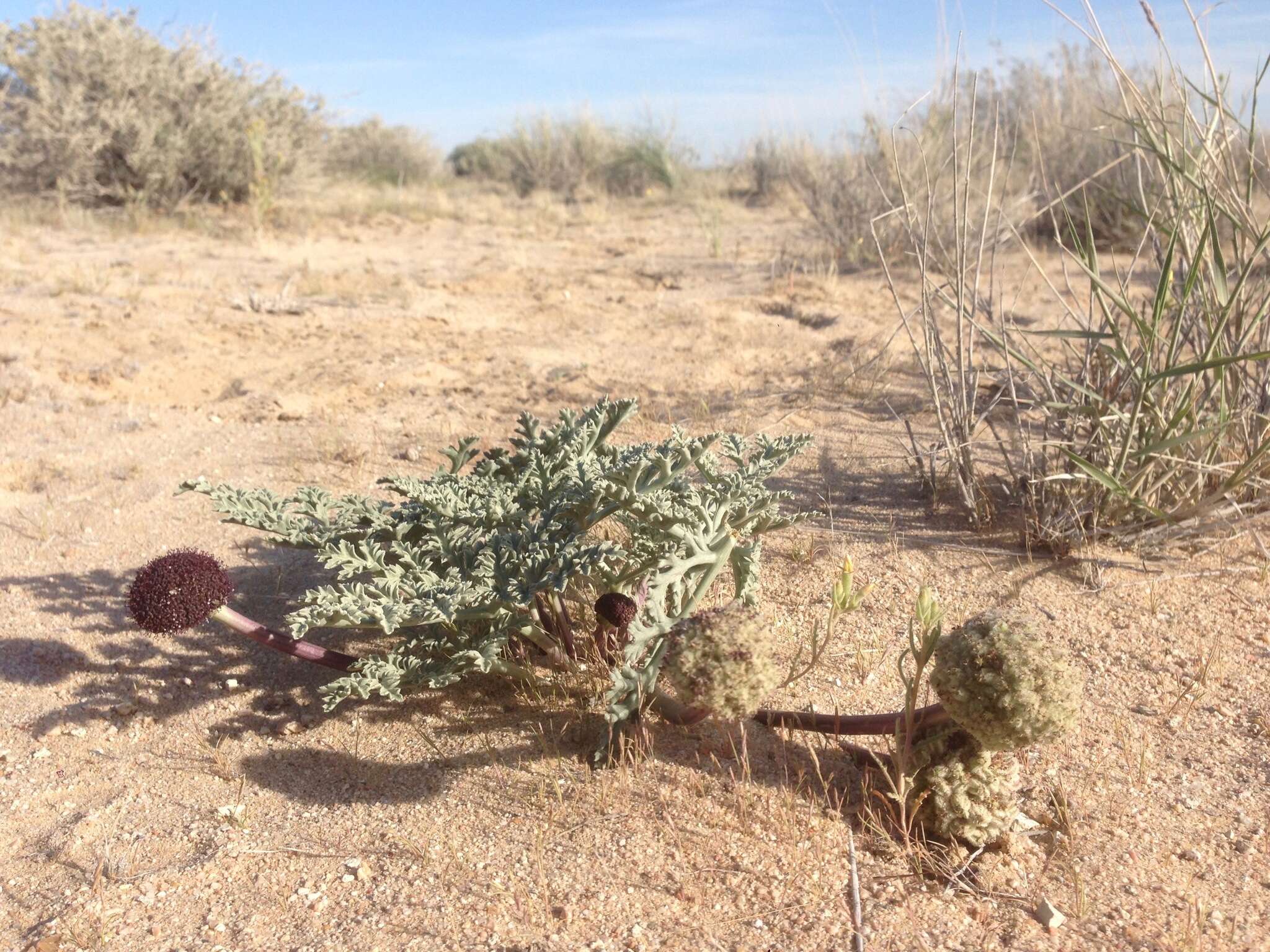 Image of desert springparsley