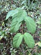 Image of Jasminanthes mucronata (Blanco) W. D. Stevens & P. T. Li