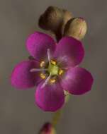 Image of pink sundew