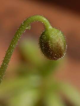 Image of Drosera cistiflora L.