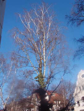 Image of Common Birch