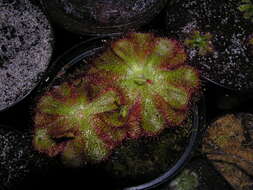 Image of Drosera cuneifolia L. fil.