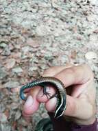 Image of Schwartze's Skink