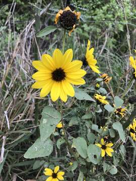 Image of Texas sunflower