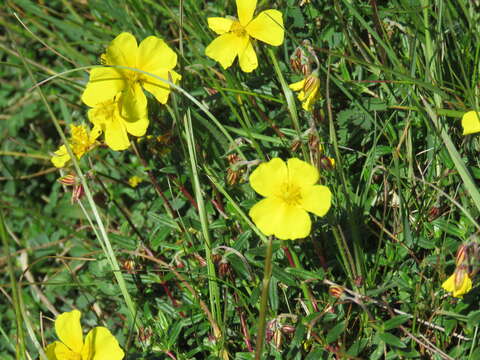 Image of Common Rock-rose