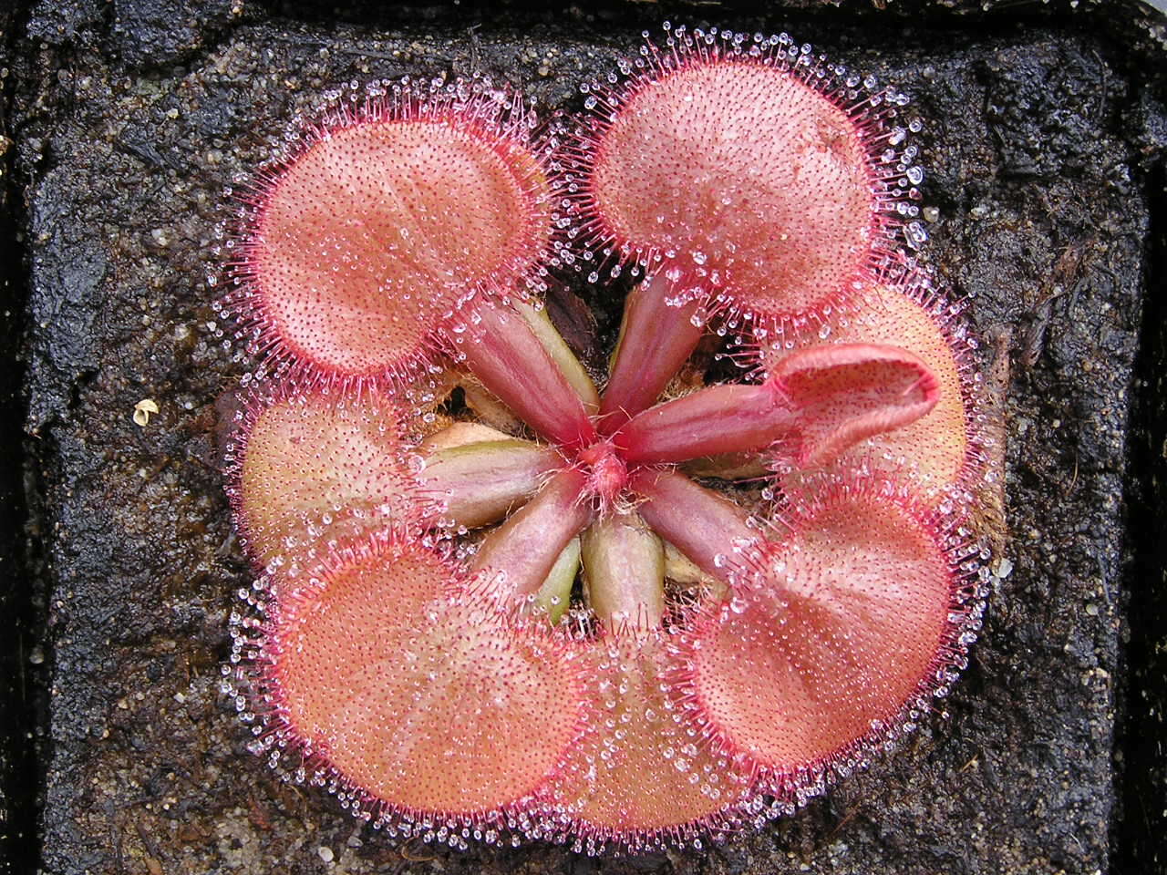 Image of Drosera falconeri Tsang ex Kondo