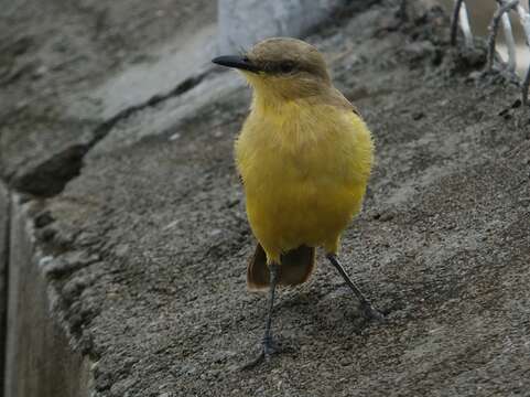 Image of Machetornis Gray & GR 1841