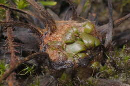 Image de Drosera filiformis Raf.