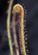 Image de Drosera filiformis Raf.