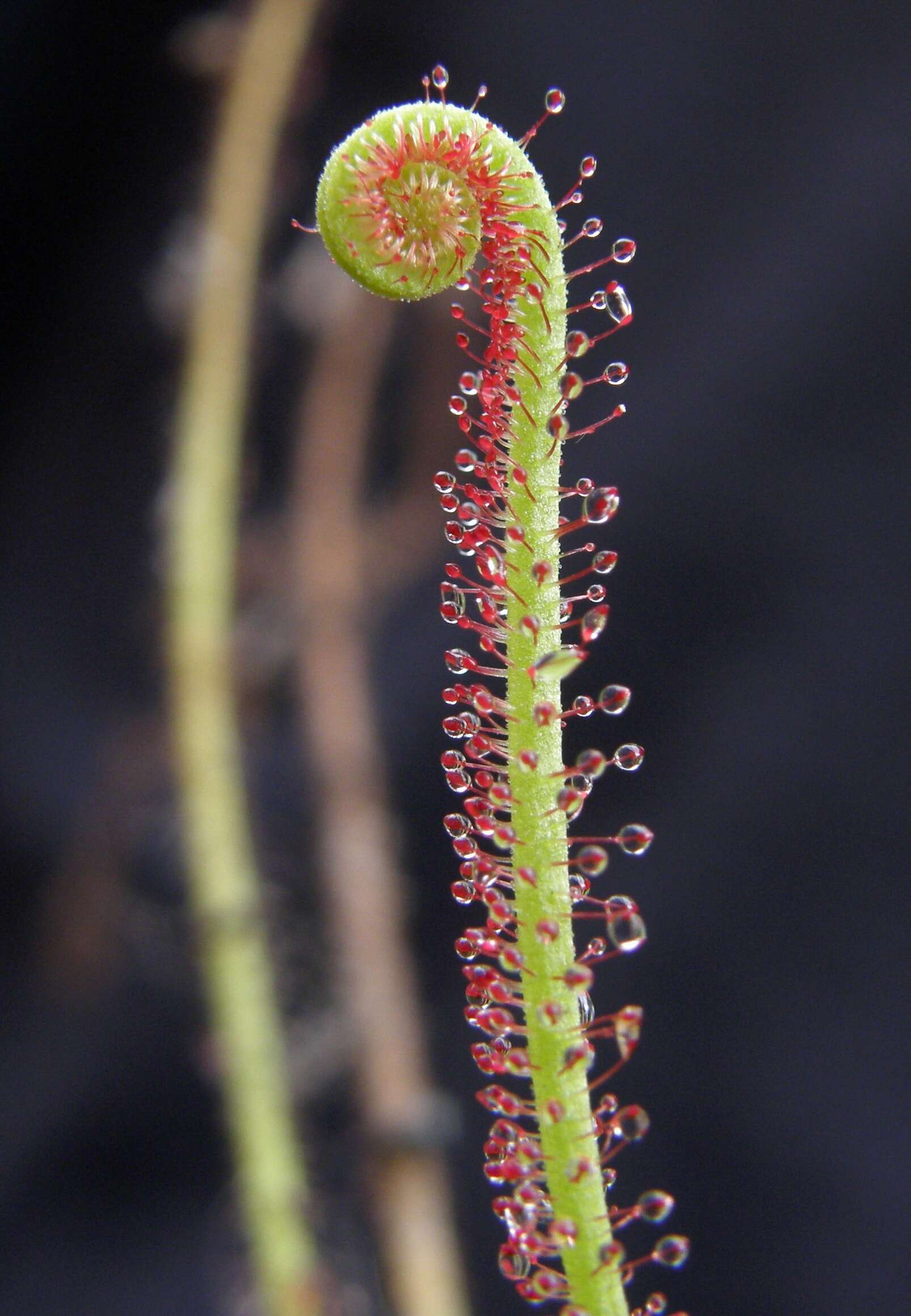 Image de Drosera filiformis Raf.