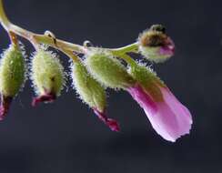 Image de Drosera filiformis Raf.