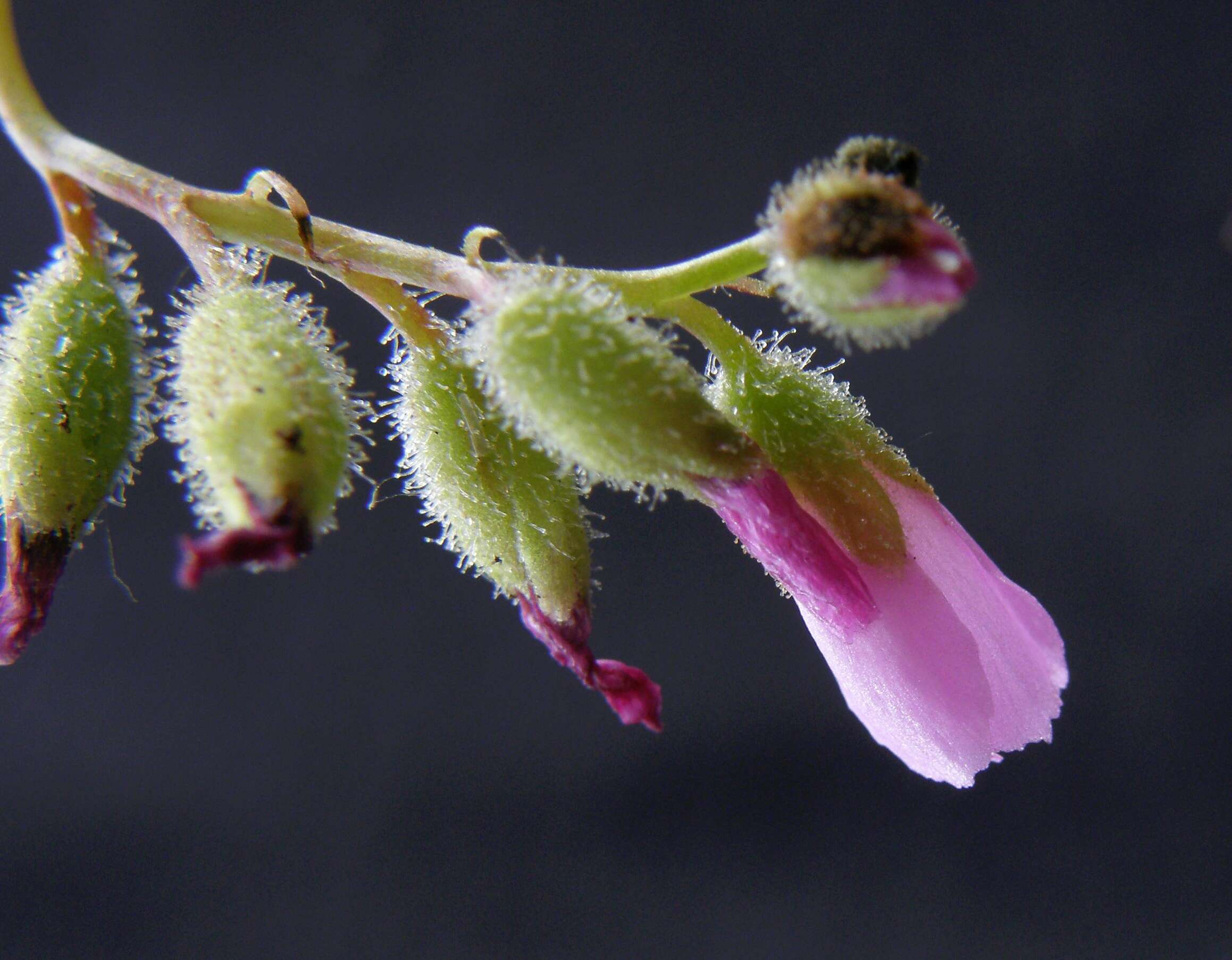 Image de Drosera filiformis Raf.