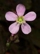 Image de Drosera filiformis Raf.