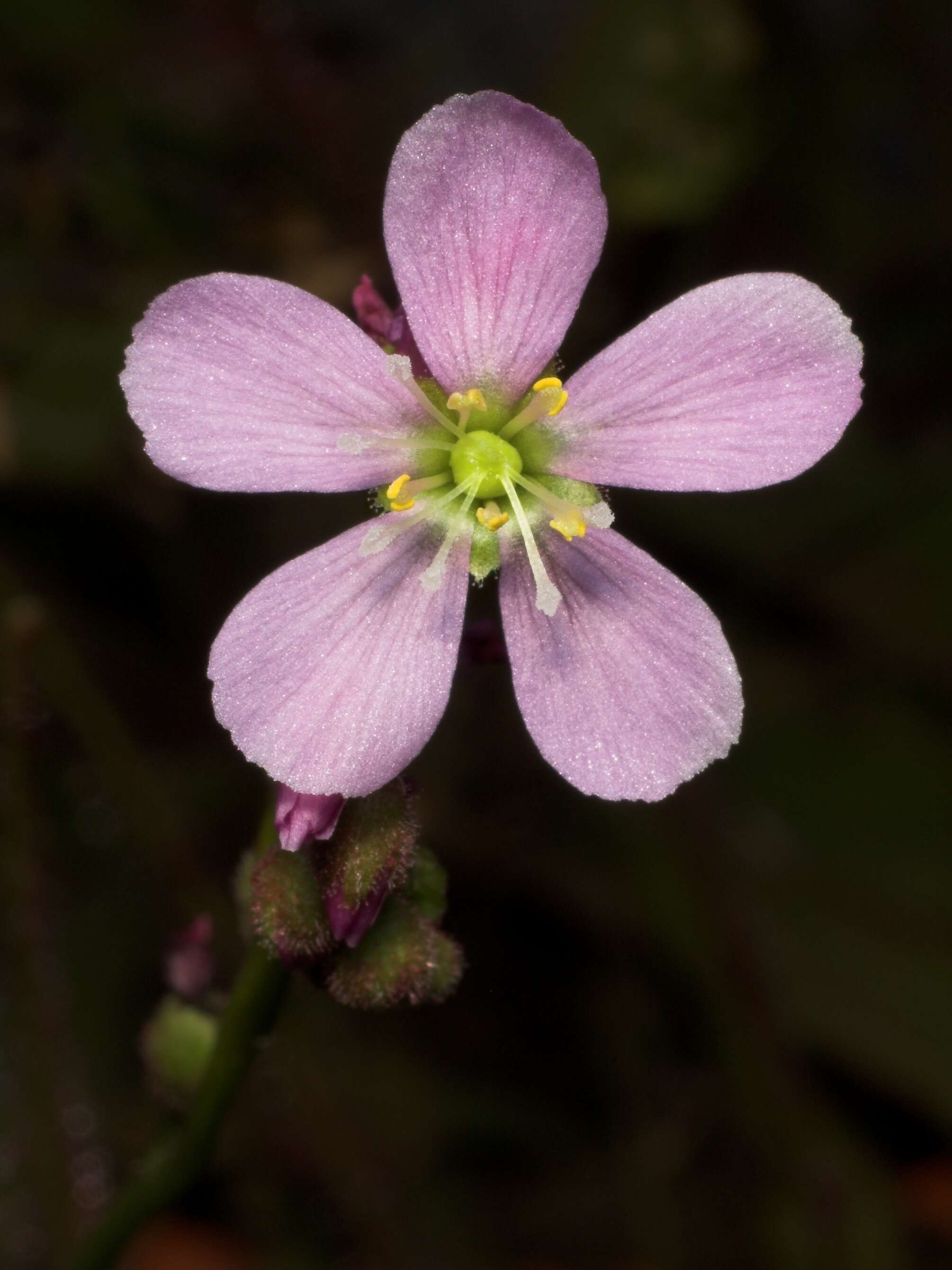 Image de Drosera filiformis Raf.