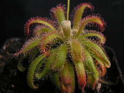 Imagem de Drosera graomogolensis T. Silva