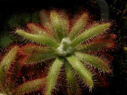 Imagem de Drosera graomogolensis T. Silva