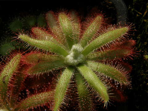 Image of Drosera graomogolensis T. Silva