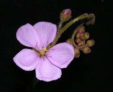 Imagem de Drosera graomogolensis T. Silva