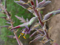 Puya claudiae Ibisch, R. Vásquez & E. Gross的圖片