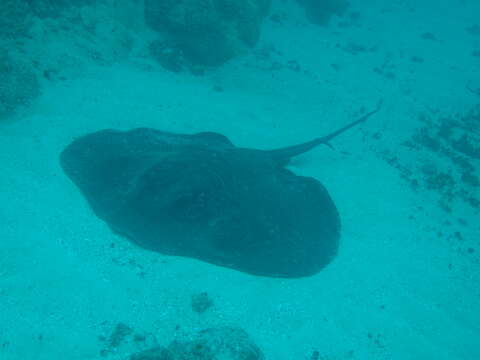 Image of Black Stingray