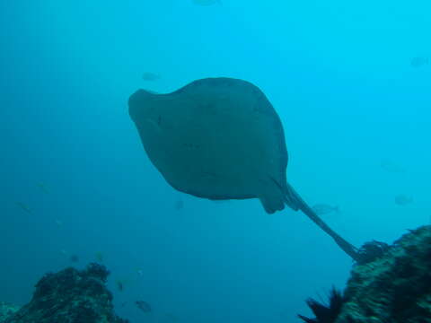 Image of Black Stingray