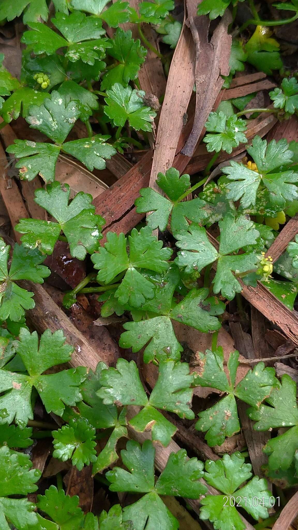 Hydrocotyle batrachium Hance的圖片