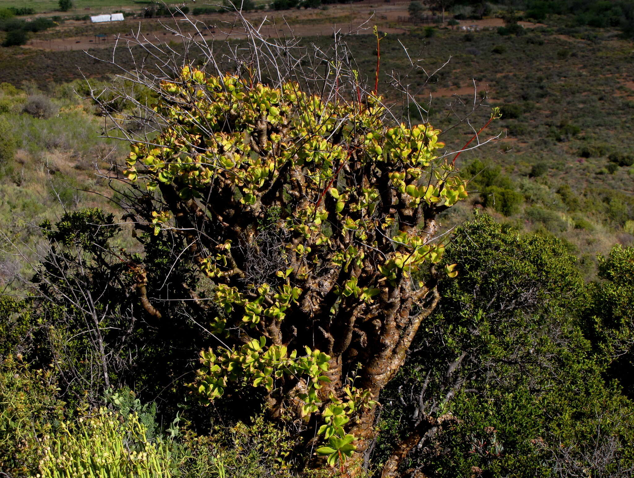 Image of Tylecodon paniculatus (L. fil.) H. Tölken