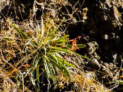 Image of Cliff's agave