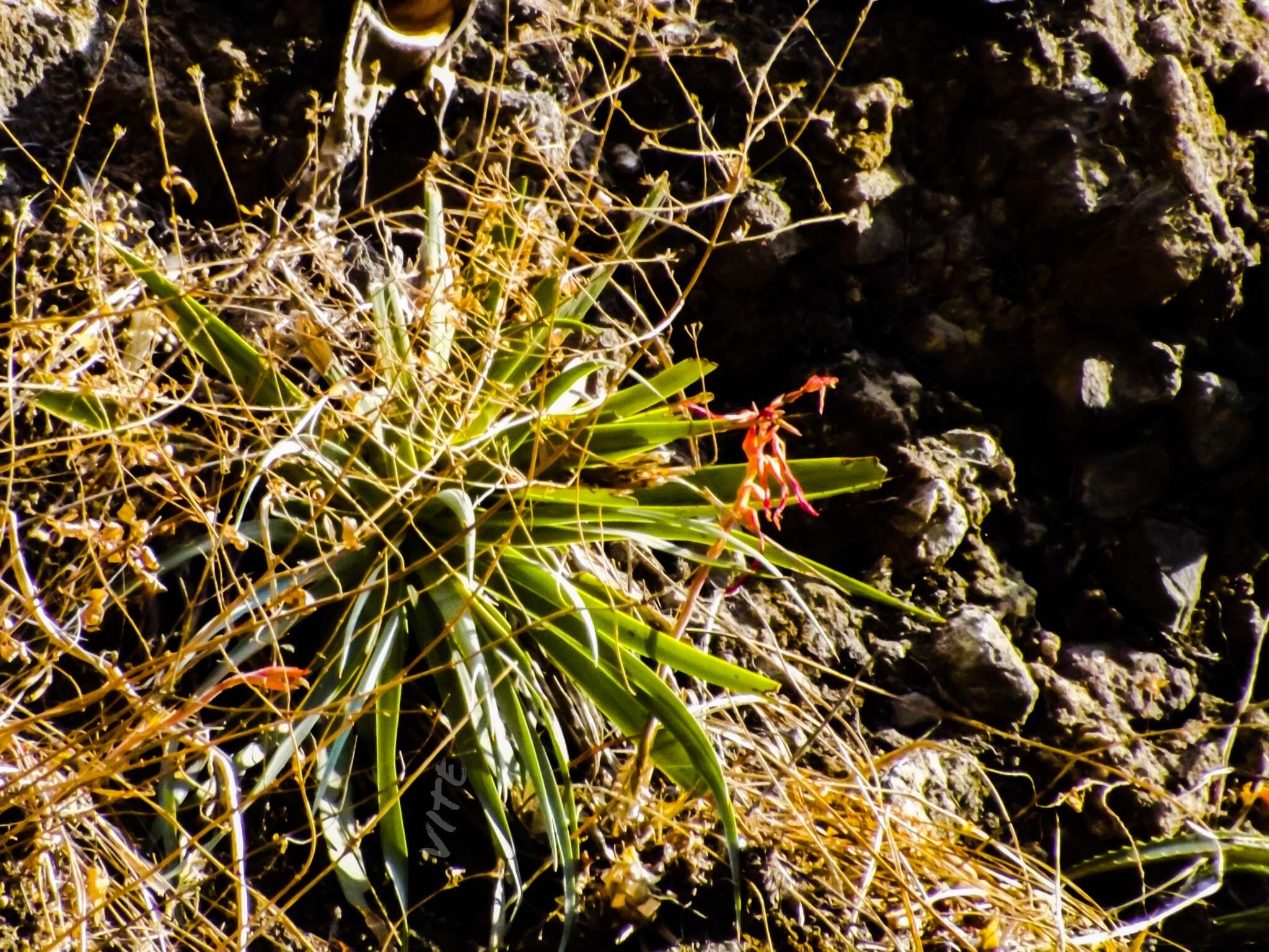 Image of Cliff's agave