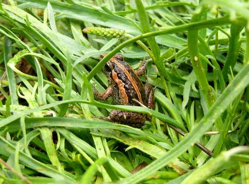 Image of Spanish Painted Frog