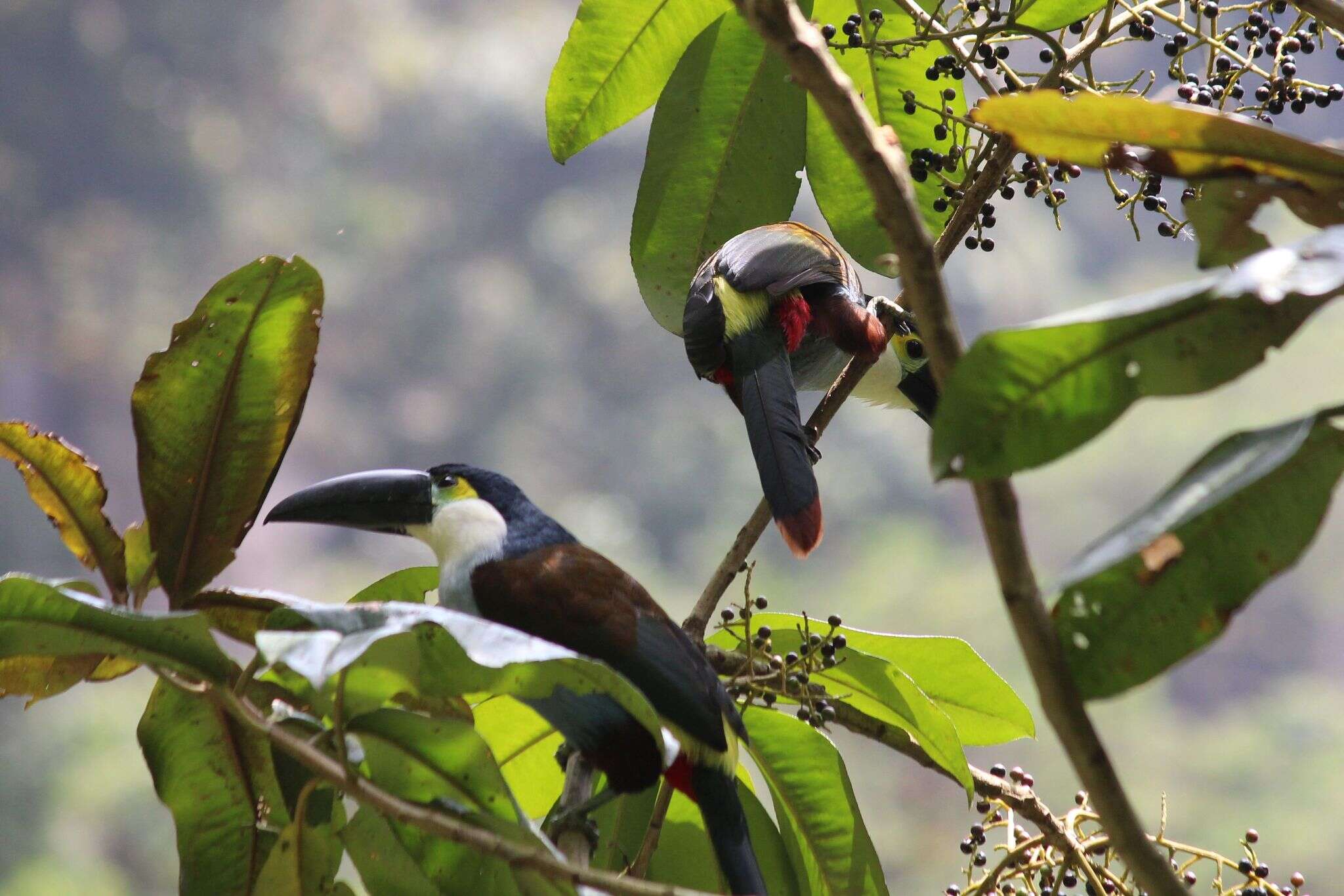 Image of Black-billed Mountain Toucan